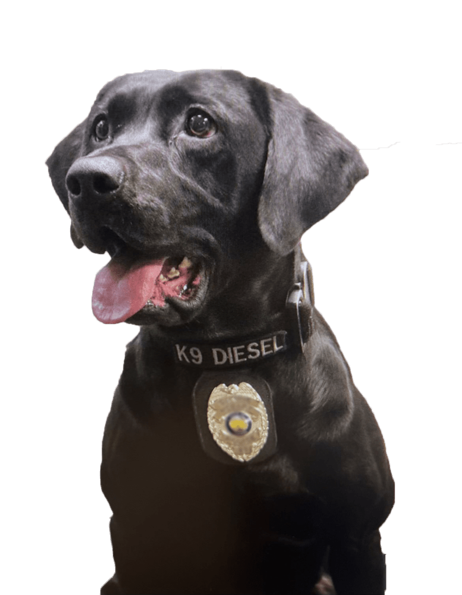 Closeup of K9 Diesel with transparent background